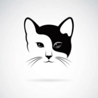 白夜猫影视最新版