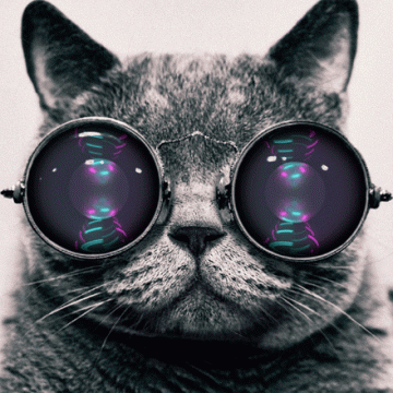 炫酷猫(暂未上线)最新版